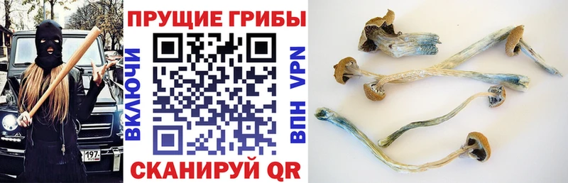 Галлюциногенные грибы Cubensis Питкяранта